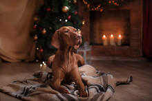 Dog By The Fireplace In A Christmas Interior. Hungarian Vizsla New Year Photos