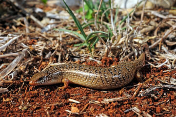 Poster - Ocellated skink / Gefleckter Walzenskink (Chalcides ocellatus), Peloponnes, Griechenland