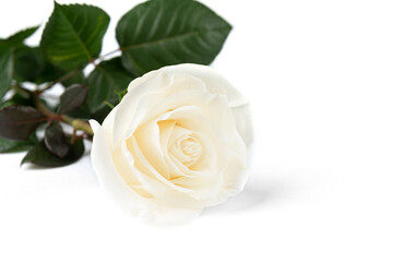 Wall Mural - White roses isolated on white background.