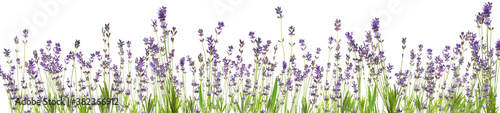 Photo Beautiful lavender flowers on white background. Banner design