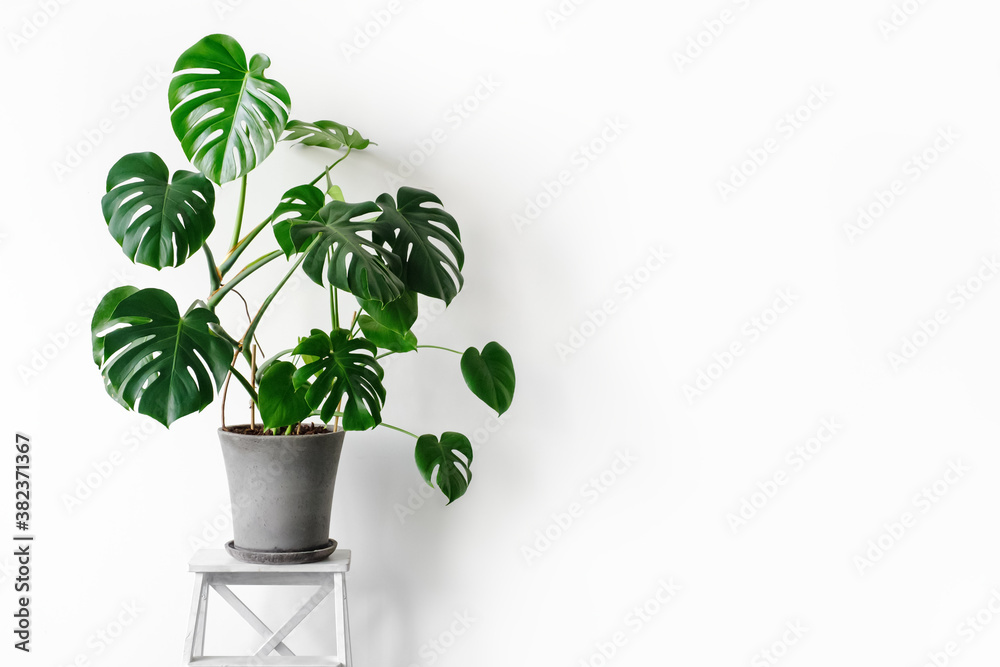 philodendron hngende bltter Philodendron scandens 'Brasil' kaufen