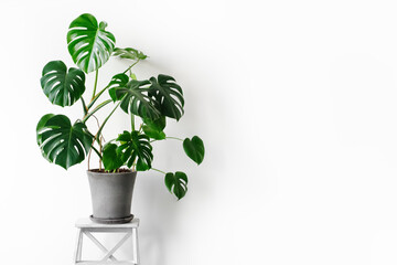 Monstera deliciosa or Swiss cheese plant in a gray concrete flower pot stands on a white pedestal on a white background. Hipster scandinavian style room interior. Empty white wall and copy space.