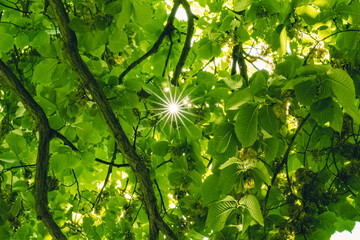 Wall Mural - Sun rays through the foliage