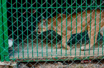 cougar in a cage