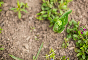 
flowers in the flowerbed
