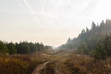 Wall Mural - the road by the forest on a foggy morning