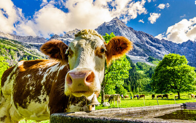 Wall Mural - nice cow at the eng alm in austria