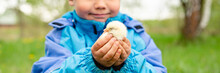 Happy Kid Boy Little Farmer Holds A Newborn Baby Chicken In His Hands In The Nature Outdoor. Countryside Style. Banner