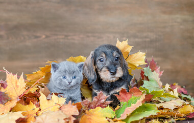 Wall Mural - Puppy and kitten sitting together  under autumn foliage and look at camera