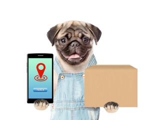 Poster - Pug dog wearing ovealls holds smartphone and box. isolated on white background