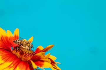 Bee on a orange flower collecting pollen and nectar for the hive blue background