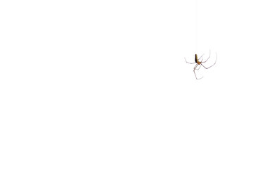 spider on a white background