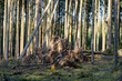 Umgefallene, abgeknickte und entwurzelte Bäume nach einem Sturm / Orkan im Wald (Sturmschaden, Holzbruch)