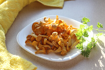 Fresh chanterelle mushrooms on a white plate with a yellow kitchen napkin, side view