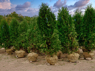 Emerald Green Arborvitae with root ball exposed