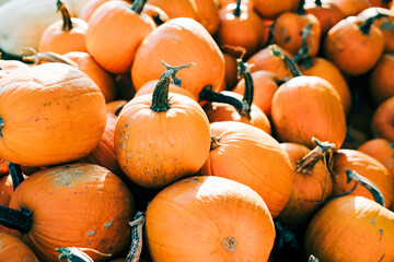 closeup of beautiful ripe orange pumpkins in fall autumn halloween or thanksgiving pumpkin patch mar