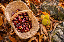 Chestnuts Background Top View - Harvesting Chestnut In Forest With Basket In Autumn Foliage Ground
