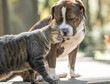 American Bull Dog and tabbby cat friend rub muzzles
