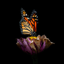 Monarch Butterfly  On Fading Purple Zinnia Flower