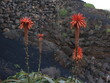 cztery kwiaty aloesu kanaryjskiego czerwonego na tle skałek i kamieni