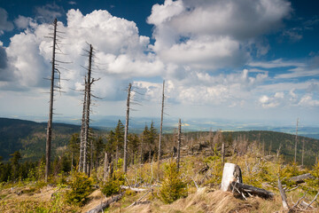 devastated forest in the mountains, old trees and blue sky, bohemian forest