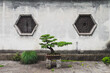 Wall with windows and bonsai plant in Lanting (Orchid Pavilion) scenic area, Shaoxing, China