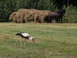Bocian na polu poszukujący pożywienia, w tle dwa konie i wóz z sianem