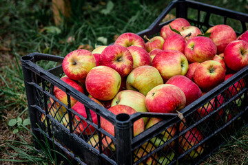 Wall Mural - Harvesting of red apples in black plastic box.