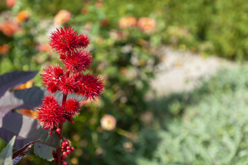 Castor Bean flower, castor oil plant