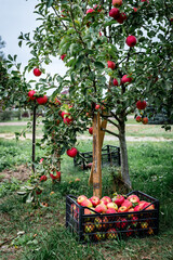 Wall Mural - Harvesting of red apples in black plastic box.