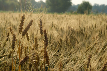 Ripe wheat in a field outside the city.