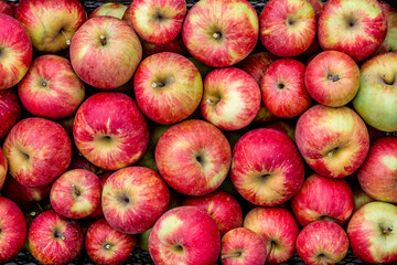 Wall Mural - Harvesting of red apples in black plastic box.