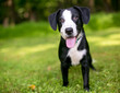 A cute black and white Retriever x Hound mixed breed puppy standing outdoors