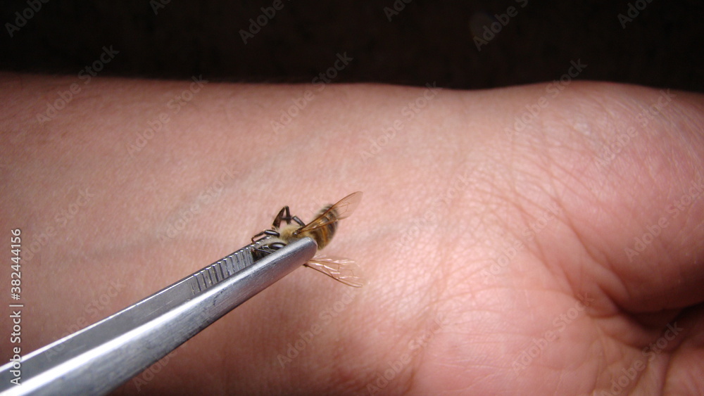bee : apis mellifera treatment by honey bee sting closeup honey bee ...