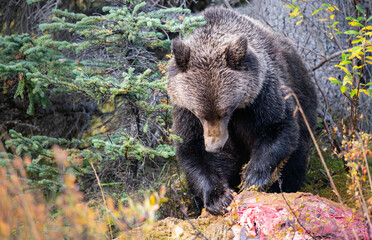 Wall Mural - grizzly bear in the fall