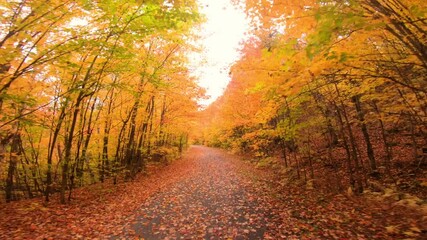 Autumn colors. Colorful fall leaves on forest path