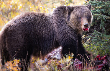 Wall Mural - grizzly bear in the fall