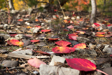 Red leaves in the russian autumn wood.