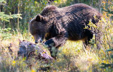 Wall Mural - grizzly bears on a carcass