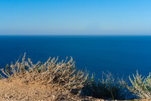 Dry Grass Grows High Above The Sea, With A Background On The Blue Sea Surface
