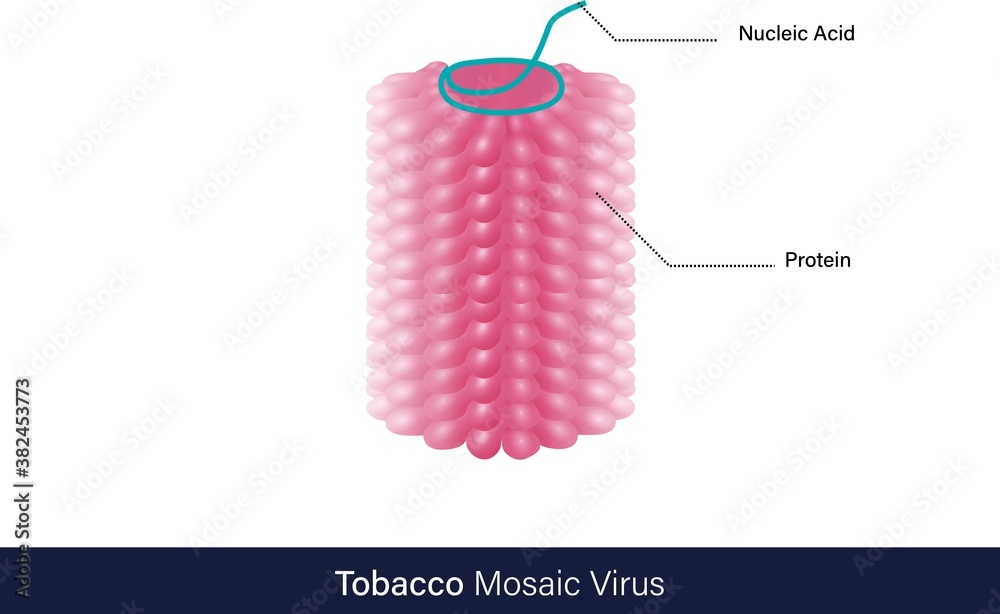 Vector of structure of tobacco mosaic virus Stock Vector