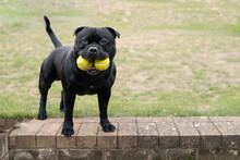 Staffordshire Bull Terrier Dog Holding Two Tennis Balls In His Mouth. He Is Standing On A Step Looking At The Camera. There Is Copy Space