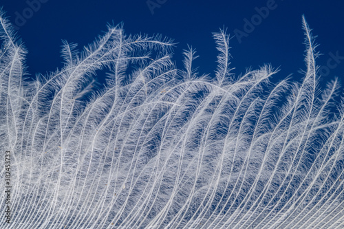 Cuadros en Lienzo Close up of feathers of pekin duck