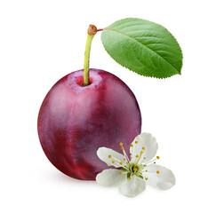 Wall Mural - purple plums with leaf and flower isolated on white background.