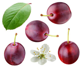 Wall Mural - isolated collection of plums isolated on a white background.