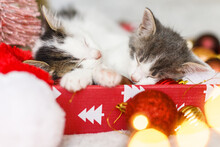 Cute Kittens Sleeping On Santa Hat With Red And Gold Ornaments In Lights. Cozy Winter Holidays