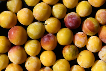 Harvest of mirabelle plums at the end of summer in eastern France.