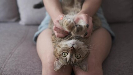 Wall Mural - Unrecognizable young woman playing with paws of cute ginger cat at home.
