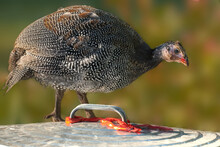 A Young French Pearl Guineafowl Parching On The Top Of A Tin Trash Can With The Garden In The Background.