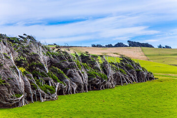 Canvas Print - Trees growing under gale. South Island